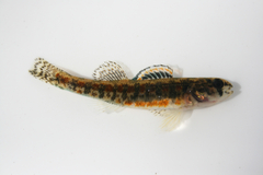 Iowa Darter photo 3