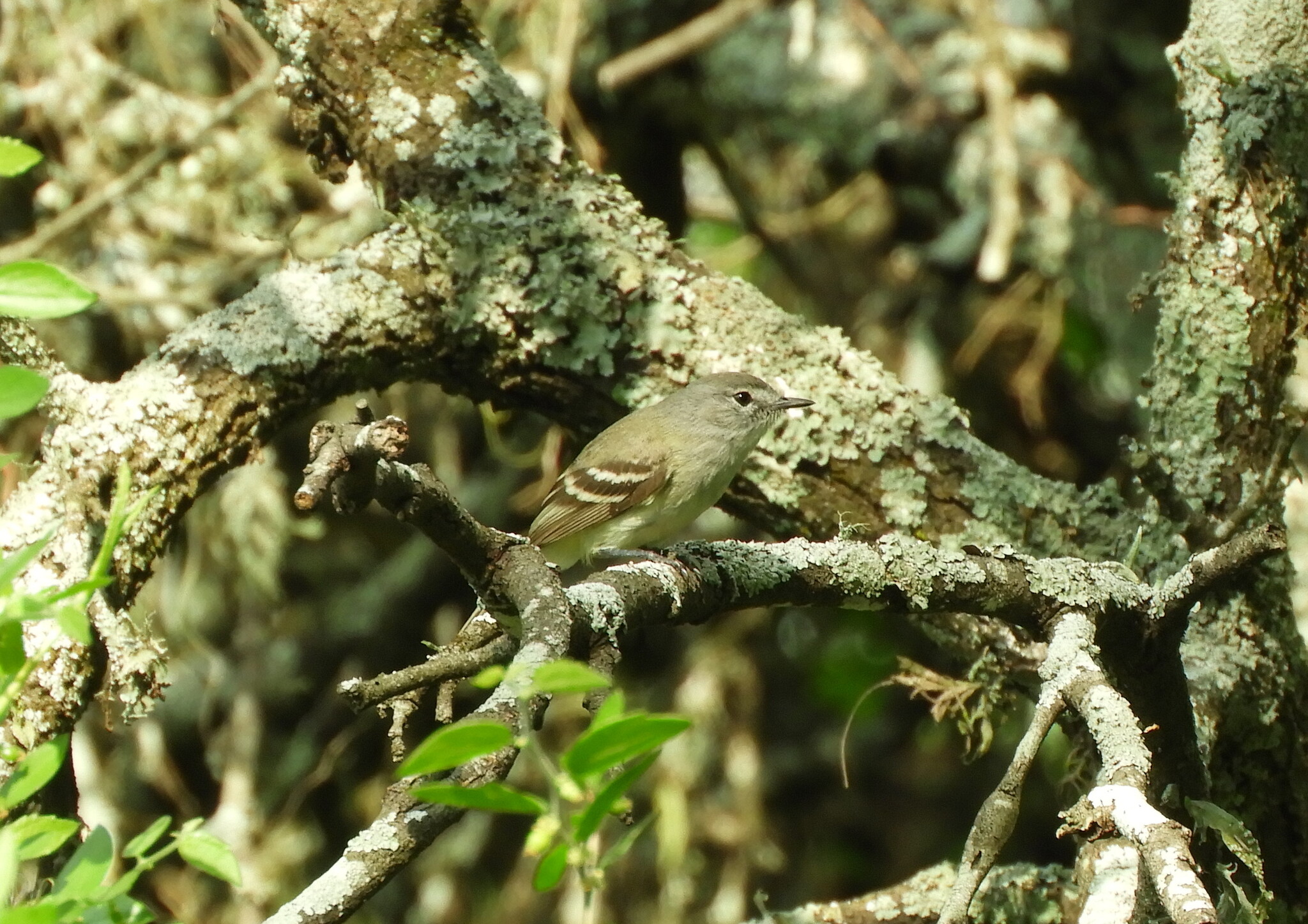 Plain Inezia (Inezia inornata), photo 2