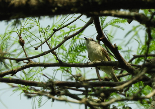 Plain Inezia (Inezia inornata)