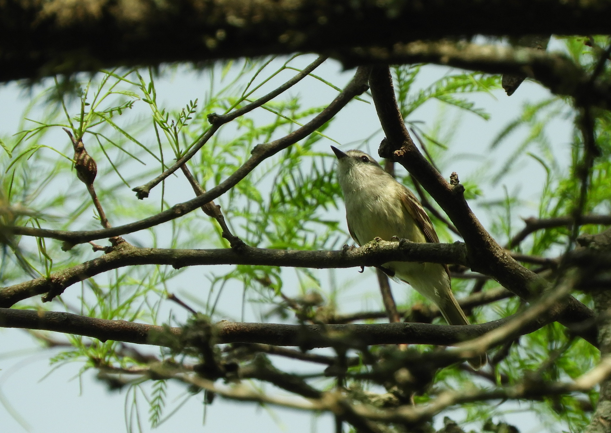 Plain Inezia (Inezia inornata), photo 1