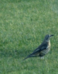 Turdus viscivorus