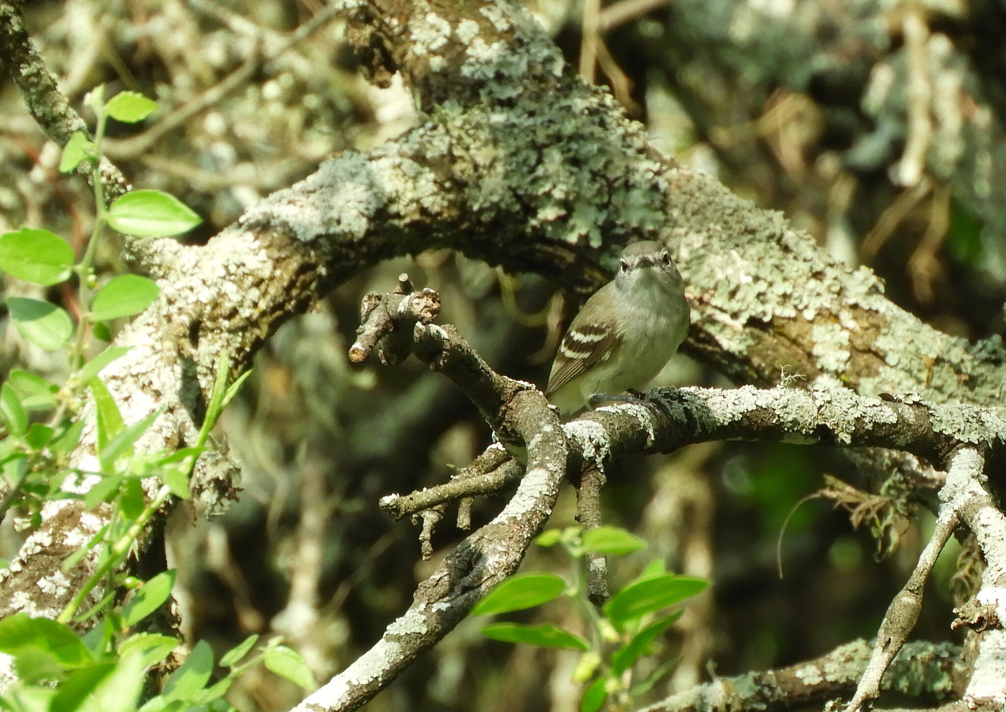 Plain Inezia (Inezia inornata), photo 3