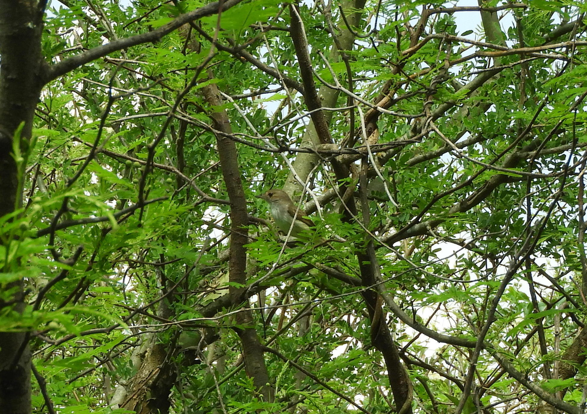 Fulvous-crowned Scrub Tyrant (Euscarthmus meloryphus), photo 8