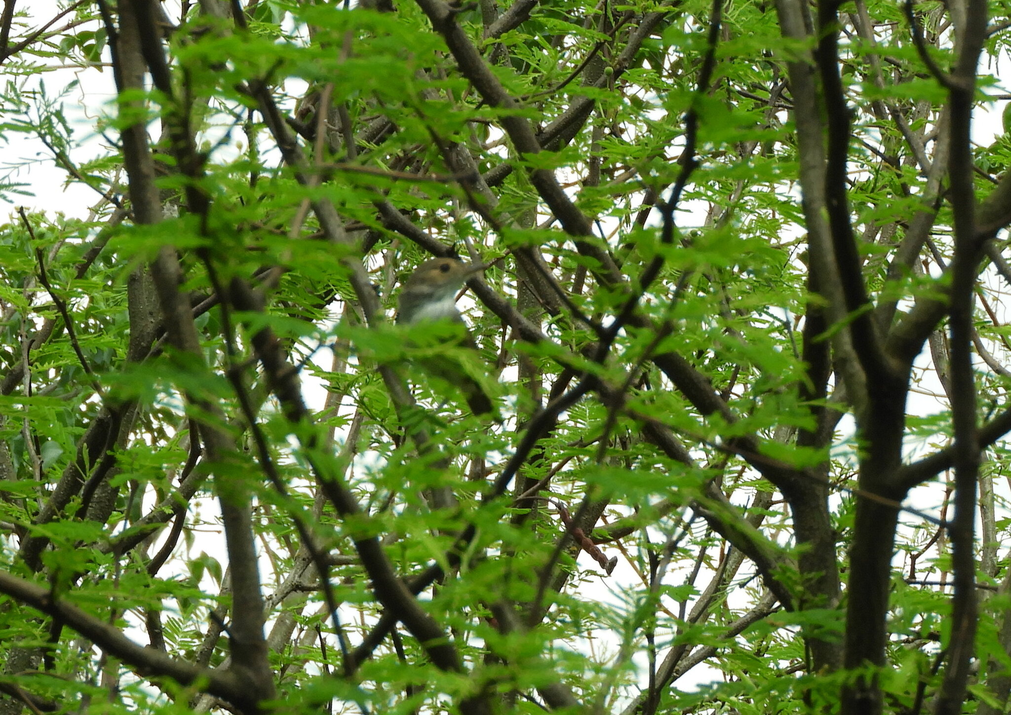 Fulvous-crowned Scrub Tyrant (Euscarthmus meloryphus), photo 7