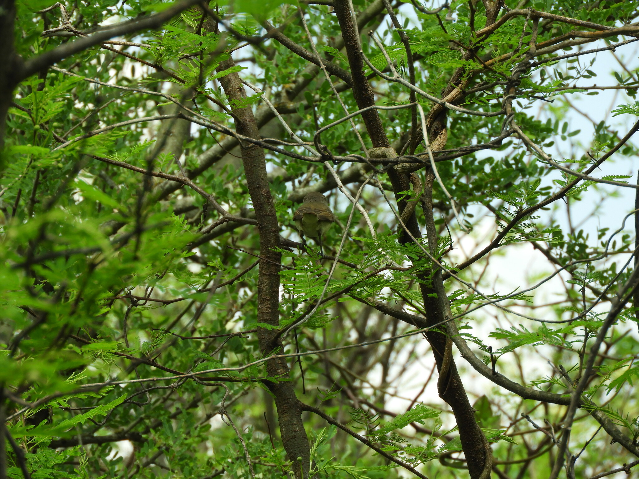 Fulvous-crowned Scrub Tyrant (Euscarthmus meloryphus), photo 9