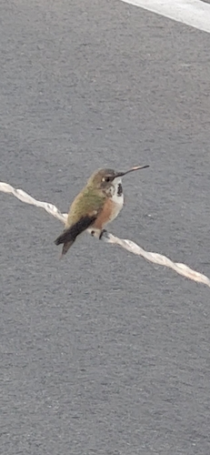 iNaturalist observation photo of Allen's Hummingbird