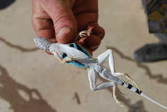 Callisaurus draconoides rhodostictus