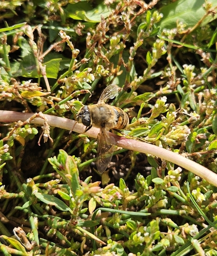 Unknown species found near Spokane County, US-WA, US