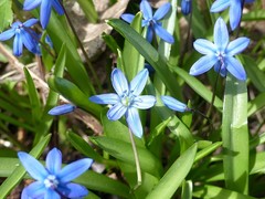 Scilla siberica