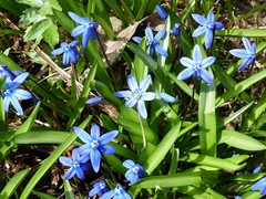Scilla siberica
