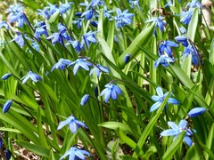 Scilla siberica