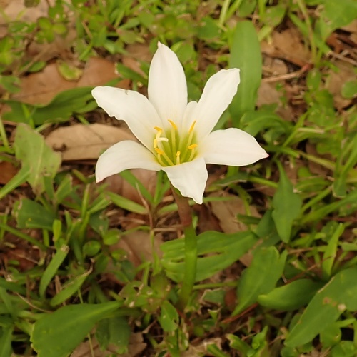 Zephyranthes simpsonii, photograph 3