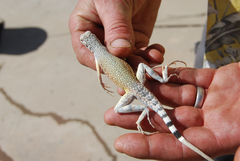 Callisaurus draconoides rhodostictus