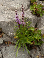 Liatris helleri, photograph (c) Turner Brockman, some rights reserved (CC BY-SA)