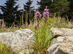 Liatris helleri, photograph (c) Turner Brockman, some rights reserved (CC BY-SA)