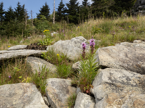 Liatris helleri, photograph 6