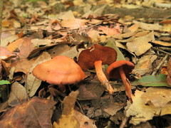 Cortinarius marylandensis