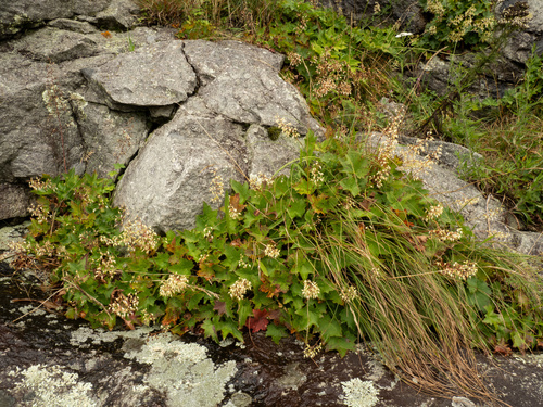 Heuchera villosa