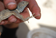Callisaurus draconoides rhodostictus