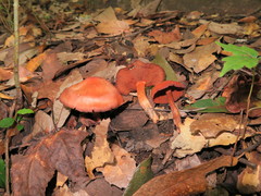 Cortinarius marylandensis