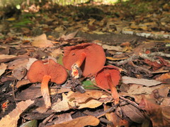 Cortinarius marylandensis