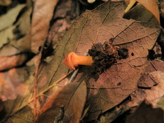 Cortinarius marylandensis