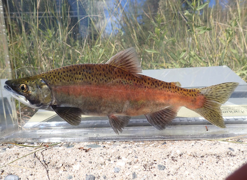 Blueback (Oncorhynchus nerka) — Salmonidae