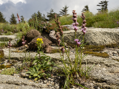 Liatris helleri, photograph 2