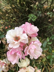 Rosaceae