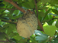 Polybia paulista