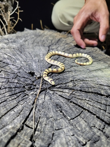 Mojave Shovelnose Snake