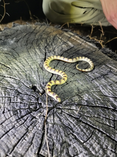 Mojave Shovelnose Snake