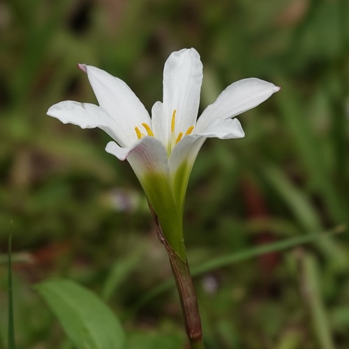 Zephyranthes simpsonii, photograph 2
