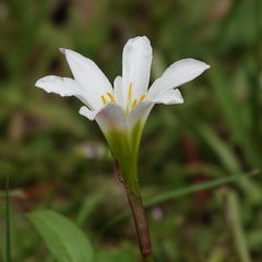 Zephyranthes simpsonii, photograph (c) Stan Shebs, some rights reserved (CC BY-SA)