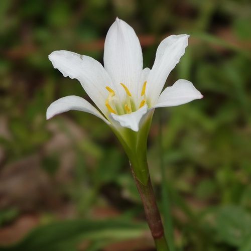 Zephyranthes simpsonii, photograph 1