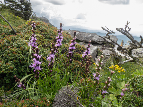 Heller's blazing star (Liatris helleri)