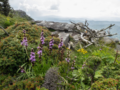 Liatris helleri, photograph (c) Turner Brockman, some rights reserved (CC BY-SA)