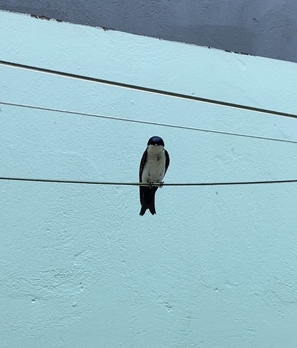 Blue-and-white Swallow