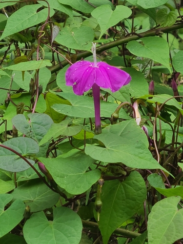 Ipomoea purga