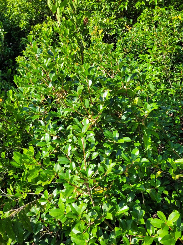 Ternstroemia delicatula
