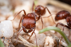 Pogonomyrmex desertorum