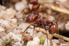 Pogonomyrmex desertorum