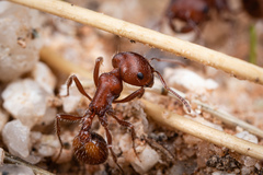 Pogonomyrmex desertorum