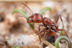 Pogonomyrmex desertorum