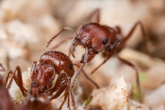 Pogonomyrmex desertorum