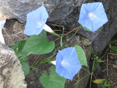 Ipomoea cardiophylla
