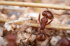 Pogonomyrmex desertorum