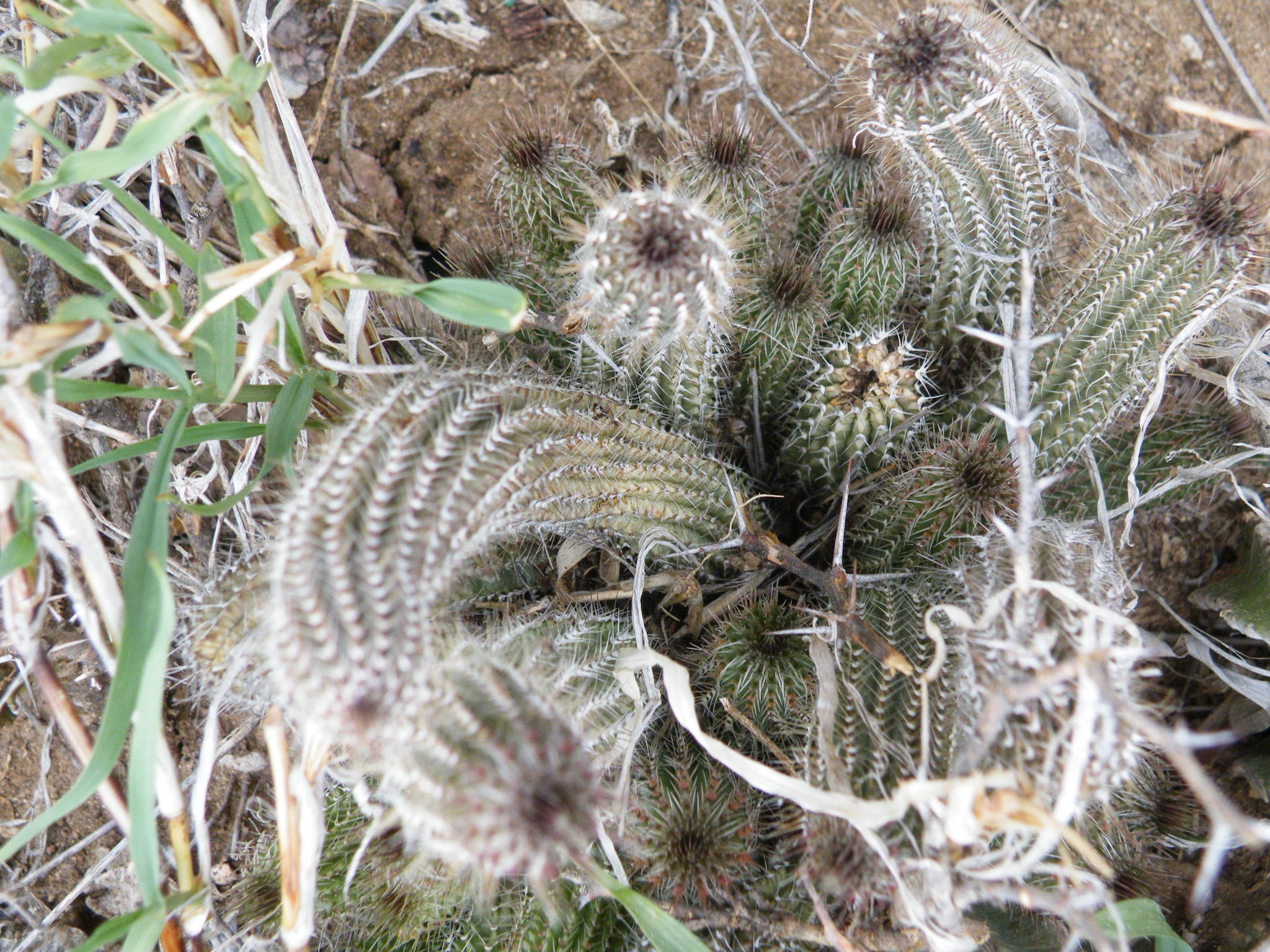 Tavaresia barklyi forma grandiflora