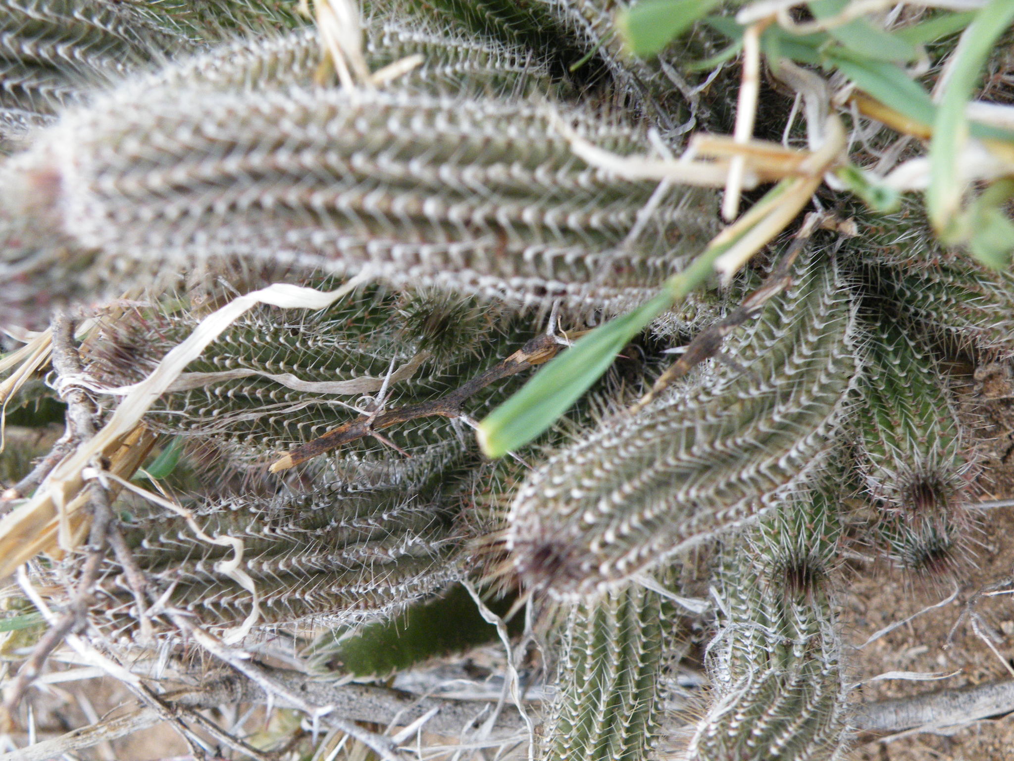 Tavaresia barklyi forma grandiflora 2