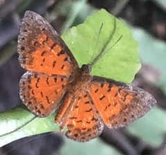 Parvospila lucianus